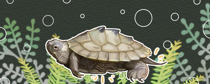 地图龟寿命一般有多少年能长多大(地图龟能长多少厘米)