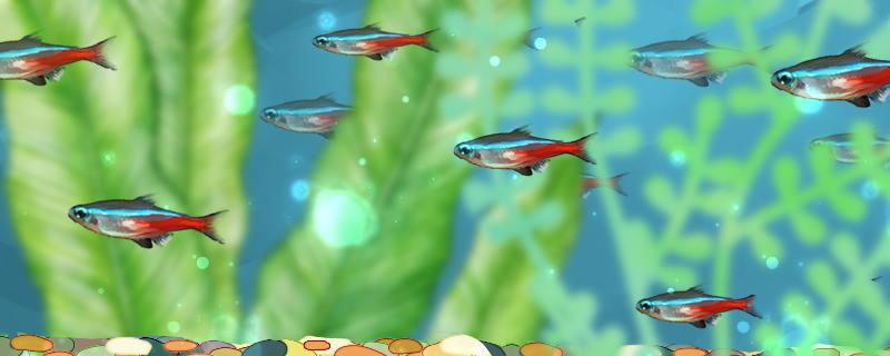 红绿灯鱼多大才能繁殖