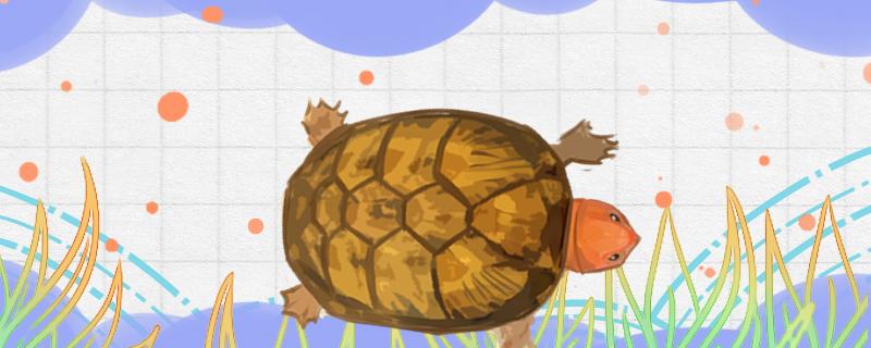 红面蛋龟需要24小时光照吗如何养殖(红面蛋龟需要加热吗)