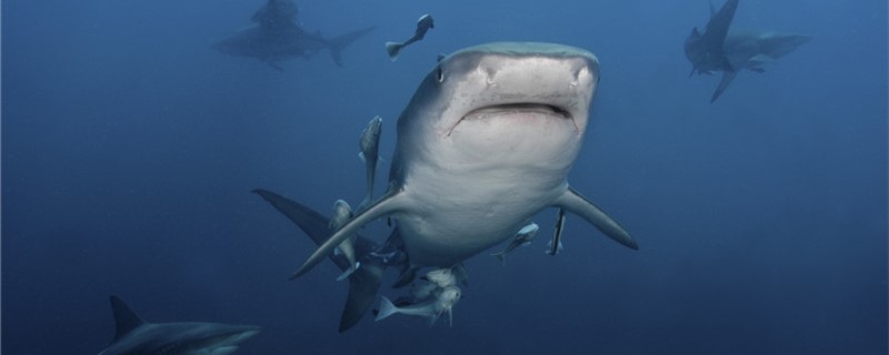 鲨鱼多重?