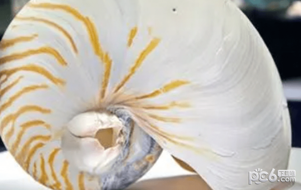 神奇海洋今日答案2023年4月11日 鹦鹉螺的名称由来是
