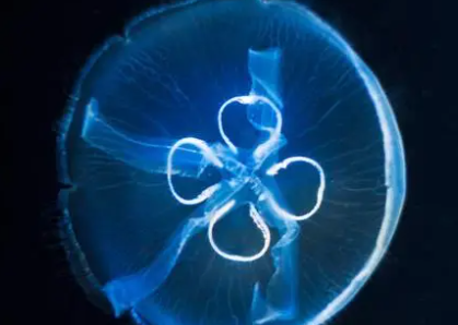 神奇海洋今日答案最新2023.4.20 头顶上有四叶草的水母是什么水母