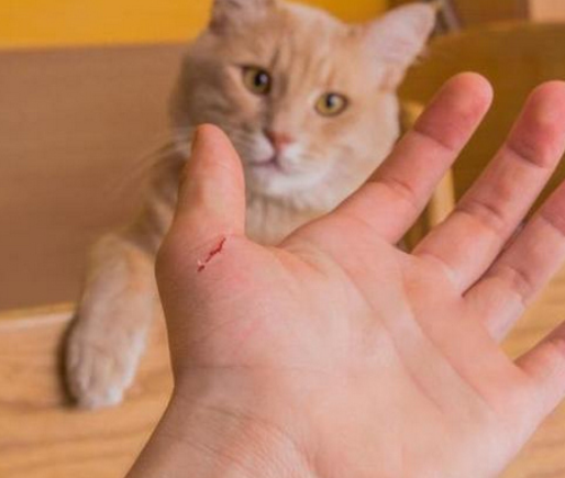 被猫抓了一下轻微破皮要打针吗（被两个月猫抓伤破皮出血要打针吗）