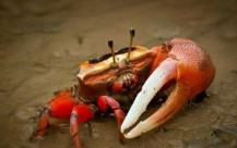 世界上最危险的螃蟹