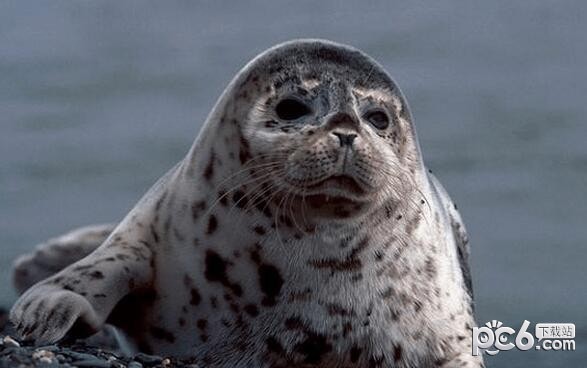 2023年5月19日神奇海洋答案 斑海豹主要以什么为食