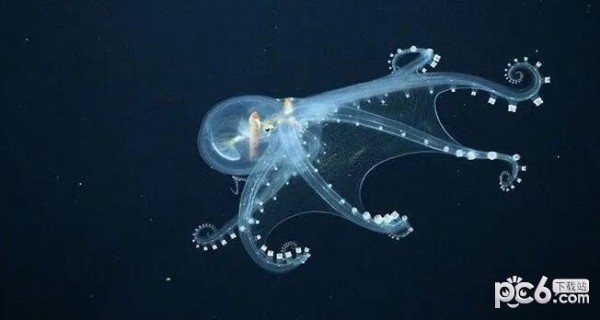 2023年5月22日神奇海洋答案 身体几乎完全透明的章鱼是