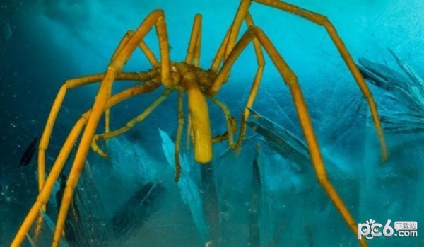 2023神奇海洋6月21日答案 海蜘蛛的主要食物是