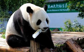 游客饮料不慎掉落被大熊猫捡来喝（游客饮料不慎掉落被大熊猫捡来喝）