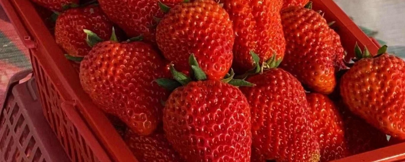 草莓放冰箱好还是在外面好保存草莓的合适温度是多少(草莓放冰箱保鲜还是冷藏)