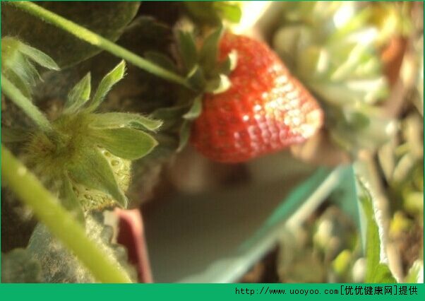 草莓怎么种草莓阳台种植方法介绍(草莓的阳台种植方法)