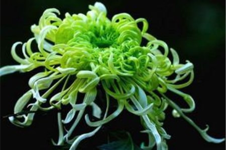 绿色菊花叫什么名字