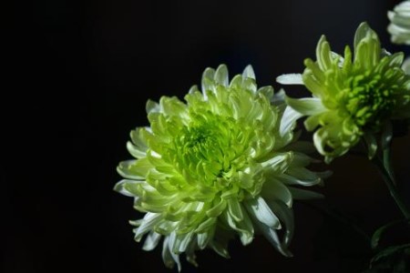 绿色菊花叫什么名字