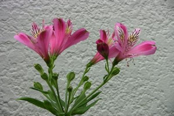 六出花的施肥方法(六出花如何繁殖)