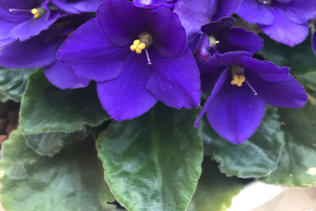 紫罗兰花的花语和寓意