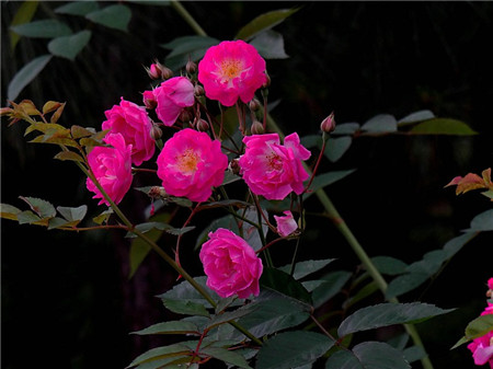 蔷薇花的养殖方法和注意事项有哪些