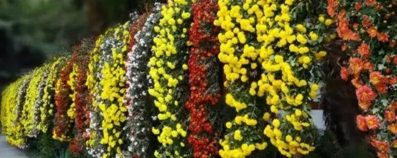 悬崖菊的养殖方法和注意事项(悬崖菊的养殖方法和注意事项图片)
