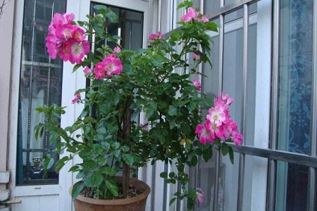 春天蔷薇花多长时间浇一次水