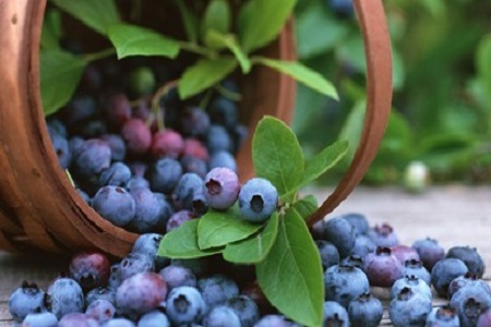 蓝莓的功效与作用一天吃多少