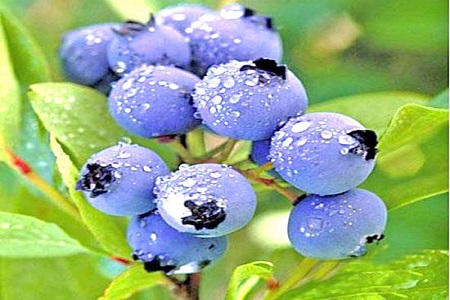 蓝莓的功效与作用一天吃多少