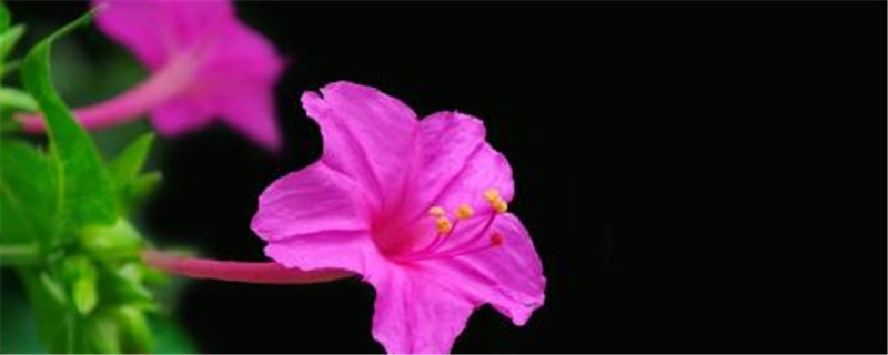 紫茉莉的养殖方法和注意事项(紫茉莉的养殖方法和注意事项有哪些)