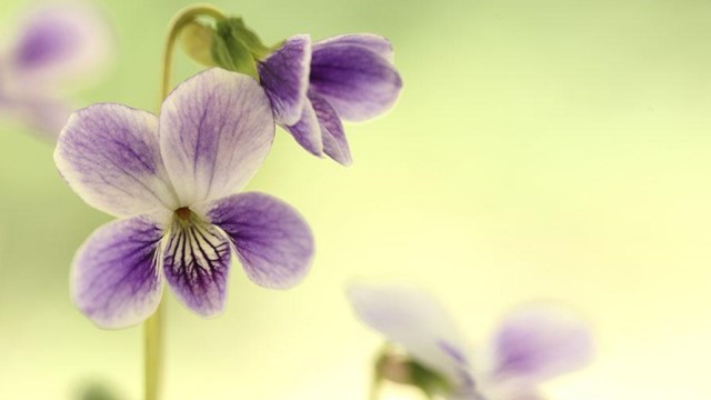 紫罗兰的养殖方法和注意事项(紫露兰的养殖方法)