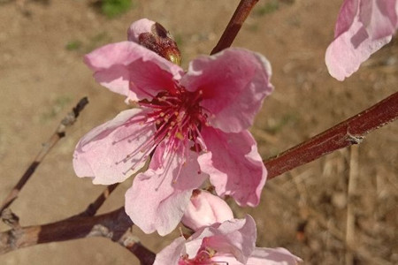 观赏桃花的品种