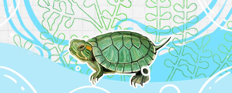 巴西龟是国家保护动物吗怎么饲养合适(巴西龟属于国家保护)