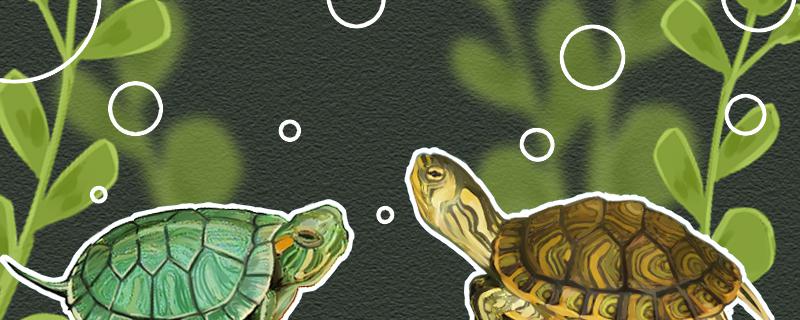 黄耳龟是巴西龟吗能一起养吗(黄耳龟也是巴西龟吗)
