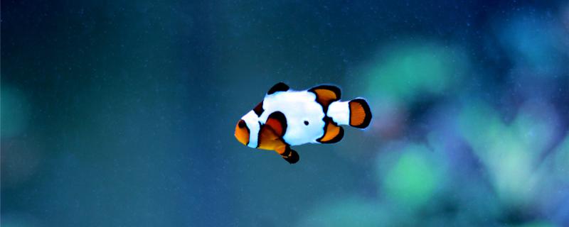 小丑鱼可以变性别吗如何辨别它们的性别(小丑鱼可以变性吗?)