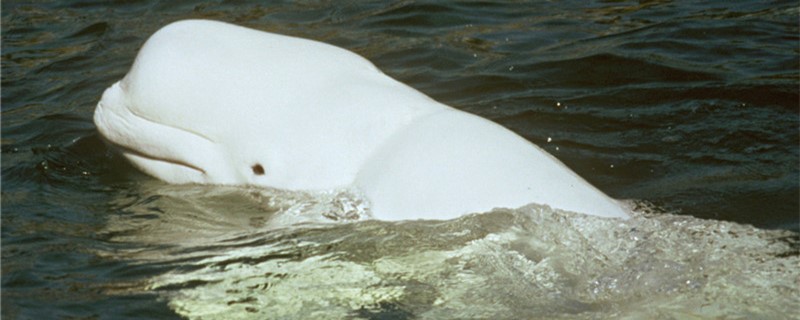 白鲸和海豚哪个聪明哪个游得快(白鲸和海豚谁聪明)