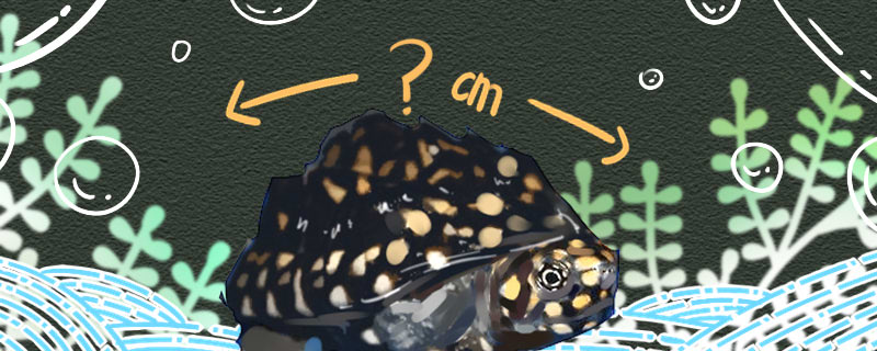 斑点池龟好养活吗