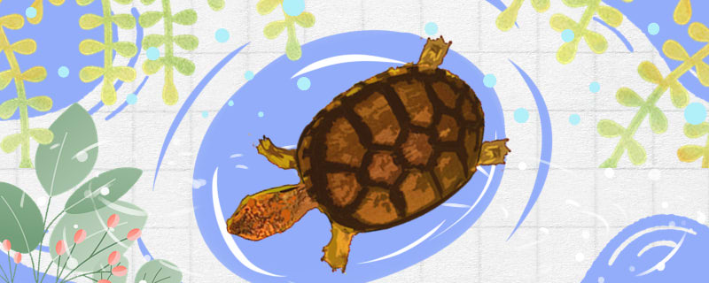 斑纹泥龟可以深水吗水深多少合适(斑纹泥龟可以长多大)
