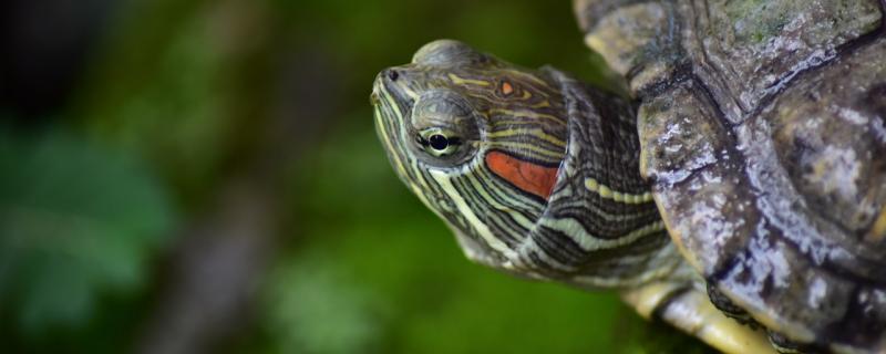 巴西龟快速长大方法怎么养长得快(巴西龟如何长的快)