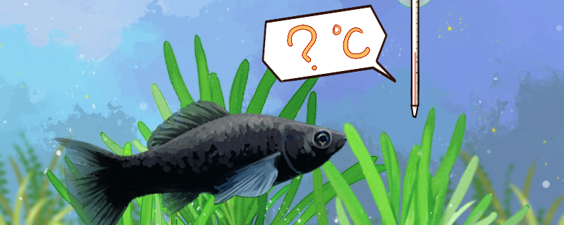 黑玛丽鱼水温多少度合适最低水温是多少(养黑玛丽鱼低于15度会死吗)